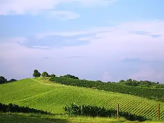 Daruvarski Vinogradi