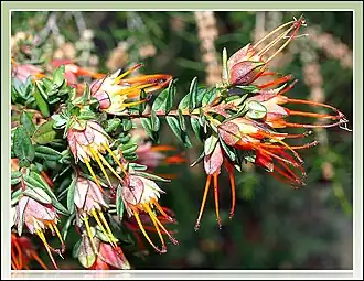 Description de l'image Darwinia citriodora 1.jpg.