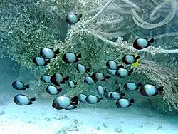 Dascyllus albisella
