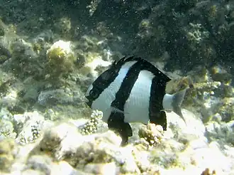 Dascyllus aruanus