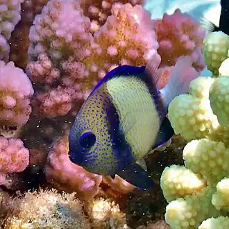 Dascyllus carneus