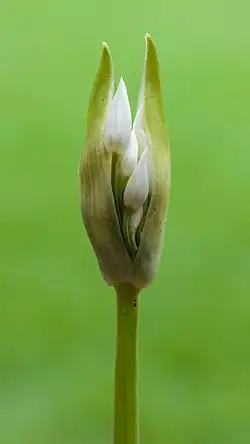 Autre inflorescence d'Ail des ours.