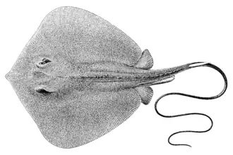 Description de l'image Dasyatis bennettii by jordan and richardson.png.