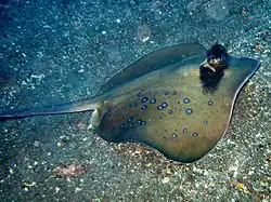 Neotrygon kuhlii
