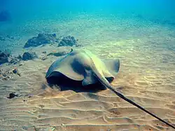 Dasyatis lata