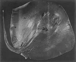 Dasyatis matsubarai