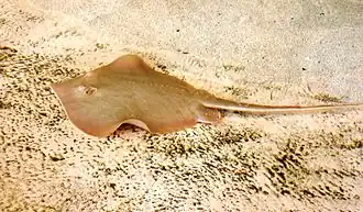Description de l'image Dasyatis sabina florida.jpg.