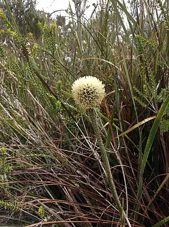 Description de l'image Dasypogon bromelifolius Walpole 2.jpg.