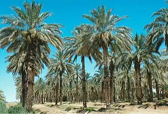 Palmiers dattiers du cultivar 'mejhoul' en Californie.