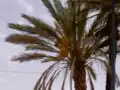 Des dattes dans un palmier.