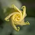 Fleur immature