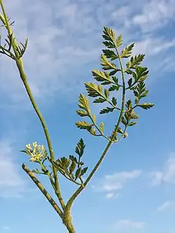 Feuille de la tige.