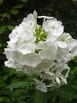 Le Phlox 'David' est résistant à l'oïdium.