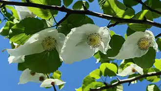 Inflorescences