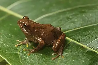 Description de l'image Davidraju Echinatus (4).jpg.