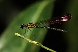 ♂