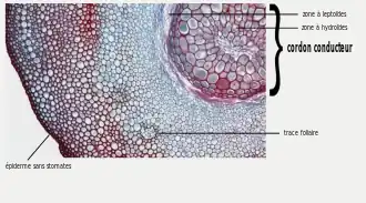 Microphotographie d'une coupe transversale de l'axe feuillé de Dawsonia.