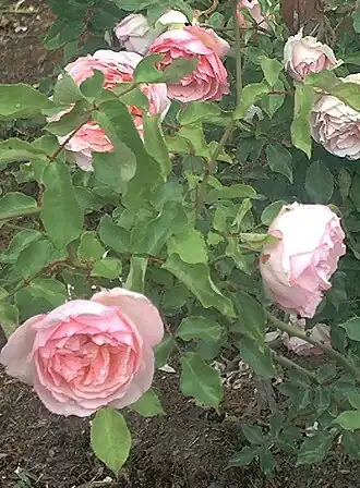 Image illustrative de l’article Duchesse de Brabant (rose)