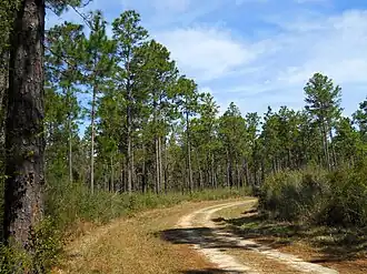 Image illustrative de l’article Forêt nationale de De Soto