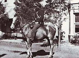Cheval du Cap au début du XXe siècle, avant 1914