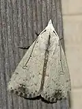 Scolecocampa liburna(Scolecocampinae)