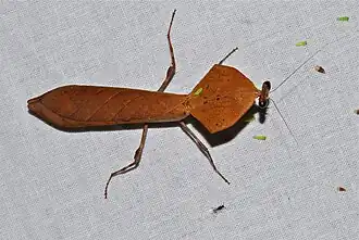 Deroplatys truncata