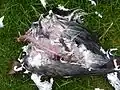 Le même oiseau, 7 jours plus tard.