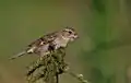 ♀