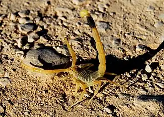 Description de l'image Deathstalker-israel.jpg.