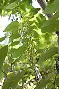 Inflorescences de Decaisnea fargesii.