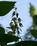 Inflorescences de Decaisnea fargesii.