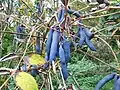 Fruits de Decaisnea fargesii.