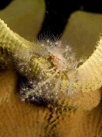 Description de l'image Decorator crab covered in anemones on Ianthella basta (Elephant ear sponge).jpg.