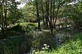 Marais de Jette au parc.