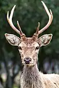 Cerf élaphe européen