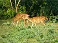 Cerfs au sein du parc