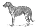 Deerhound.
