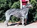 Le deerhound Intch.