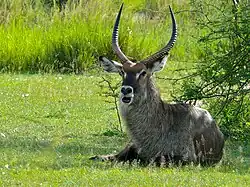 Cobe Défassa ♂.