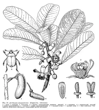 Description de l'image Degeneria vitiensis.png.