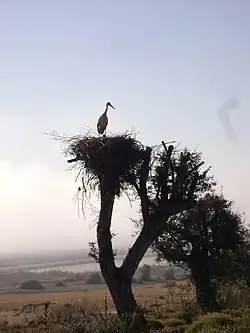 Cigogne sur son nid