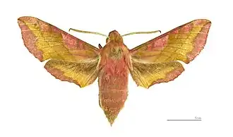 Deilephila porcellus ♂  MHNT