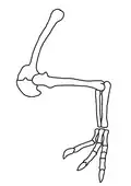 Dessin montrant avec précision le bras de l'animal.