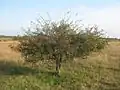 La Deliblatska peščara près de Dolovo.