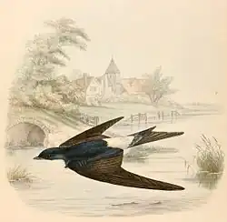 Hirondelle de fenêtre (D. urbicum urbicum)