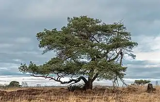 Un pin sylvestre dans le Delleboersterheide&nbsp;(nl) et It Fryske Gea&nbsp;(nl) en Frise.