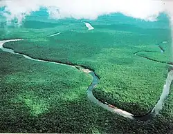 Forêt marécageuse du delta de l'Orénoque, où Papilio hyppason a été localisé