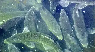 Deltistes luxatus