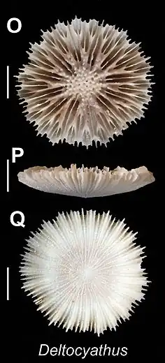 Deltocyathus sp. (Deltocyathidae).