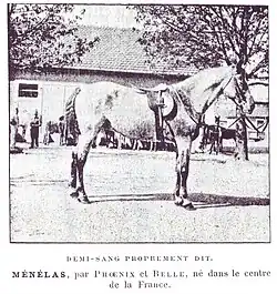Demi-sang du Centre